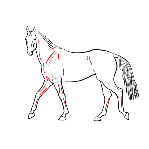 muscle-horse