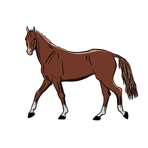 color-horse