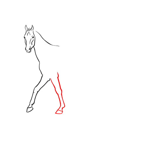 horse-foreleg