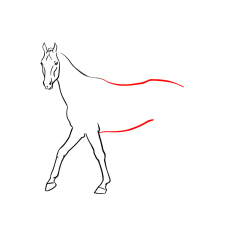 horse-body