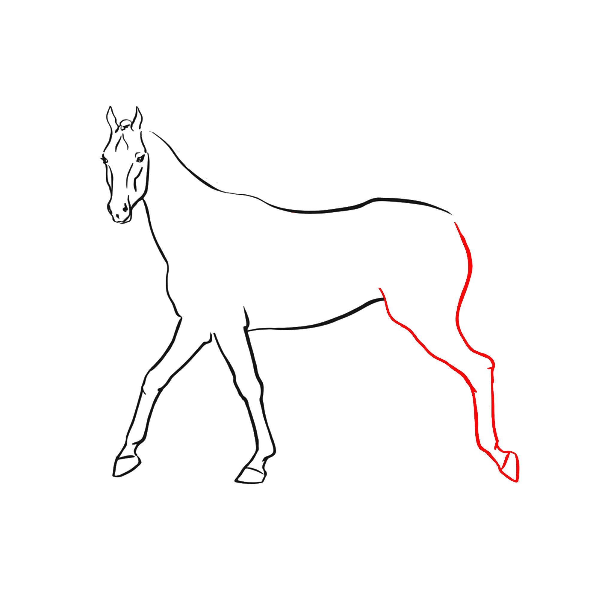 hind-leg-horse