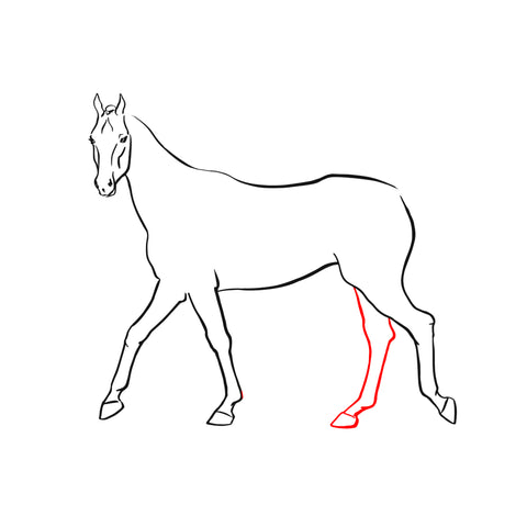 second-hind-leg-horse