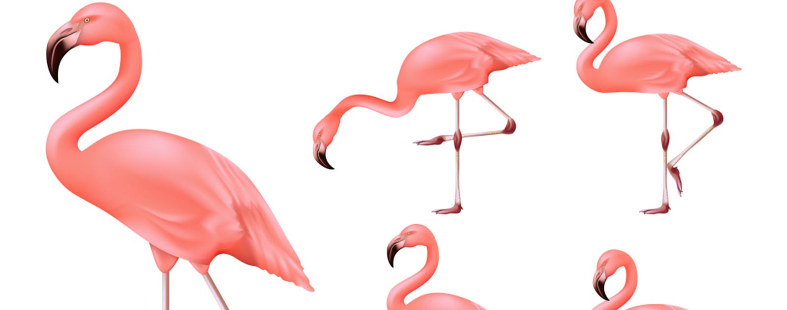flamingo-easy-drawing