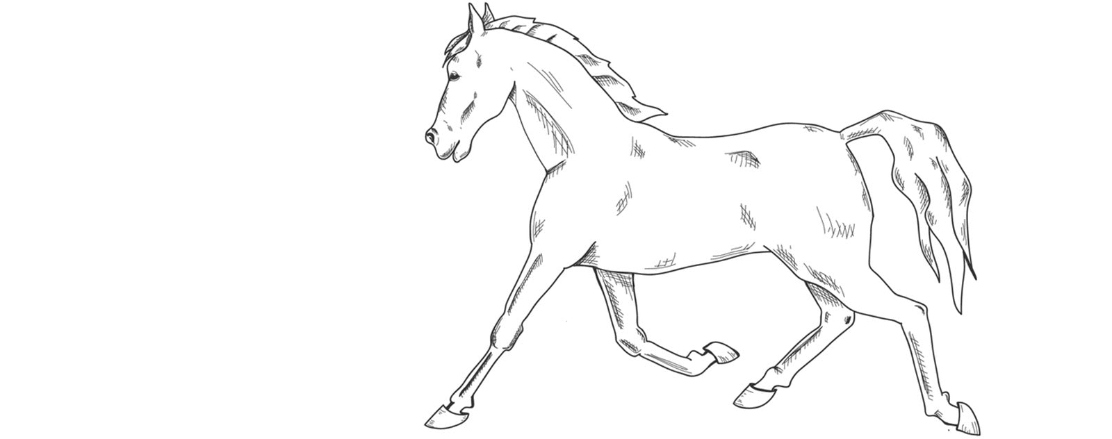 drawing-horse-profile