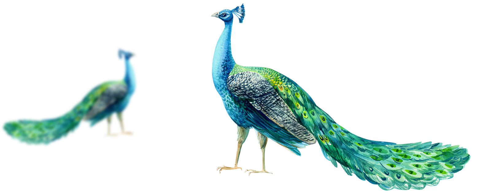 draw-peacock-plumage