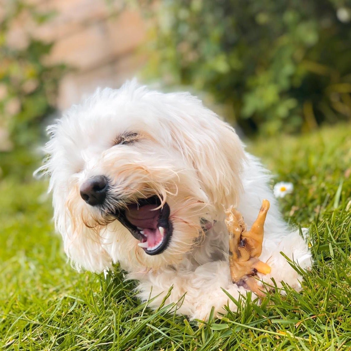 are puffed chicken feet good for dogs