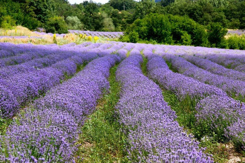 Lavender fields