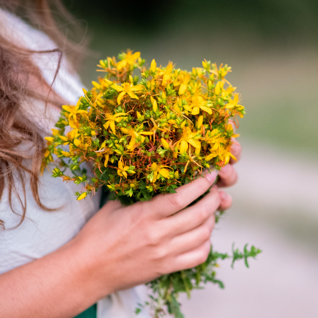 Saint John’s Wort plant