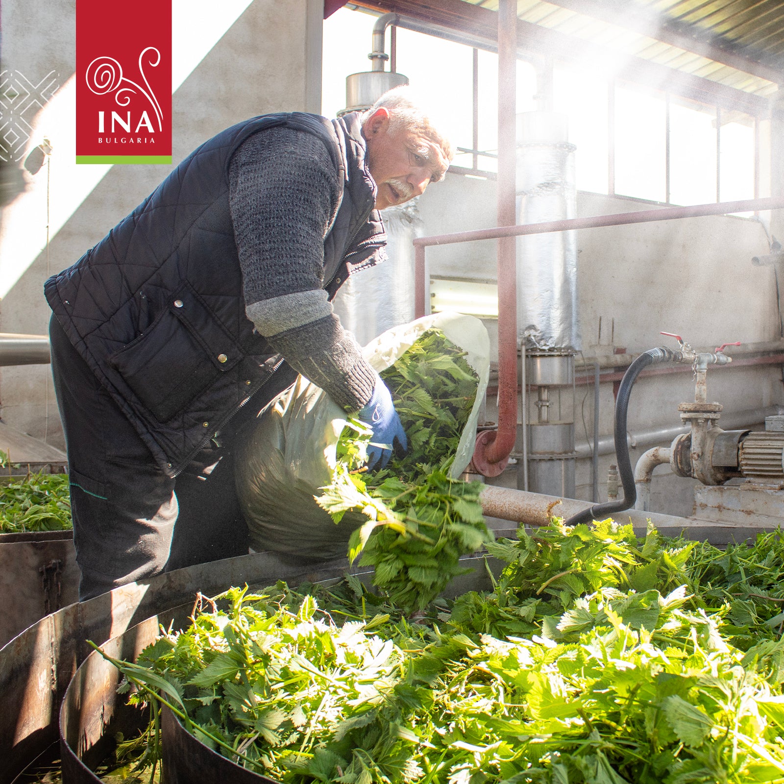 Nettle water production