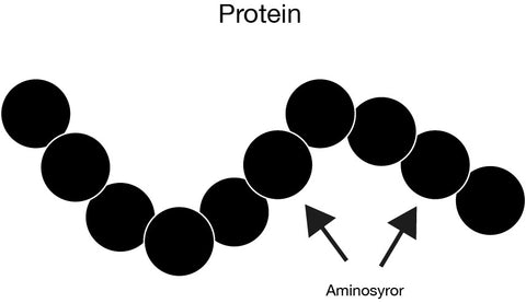 Protein - aminosyror