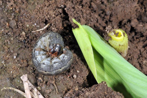 cutworm beside damaged plant