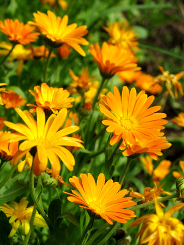 calendula soothing moisturizing soap savonnerie de rimouski sensitive skin baby skin natural soap québec artisanal soap factory