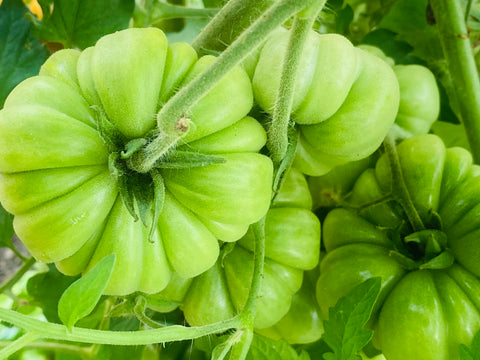 tomates vertes le jardin de julie mûrissement tomate mûrir green tomato