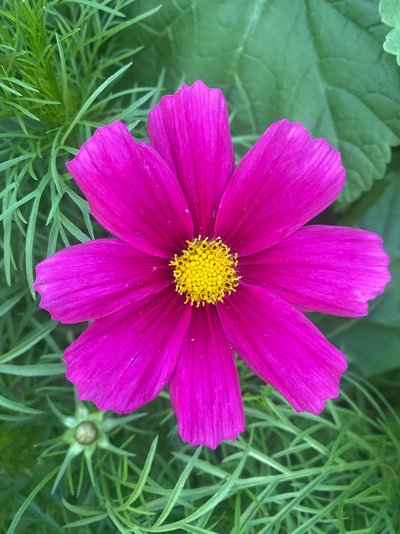 Cosmos Mélange Passion - Fleur Comestible - Semences – Le Jardin de Julie