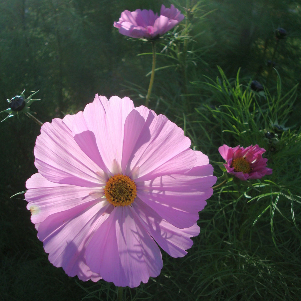 Cosmos Mélange Passion - Fleur Comestible - Semences – Le Jardin de Julie
