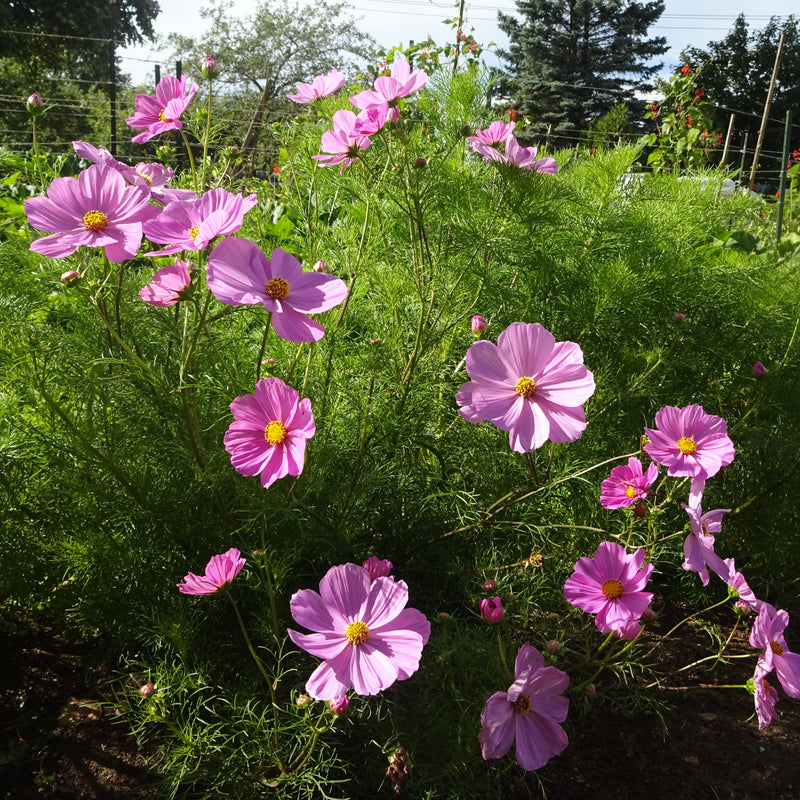 Cosmos Mélange Passion - Fleur Comestible - Semences – Le Jardin de Julie