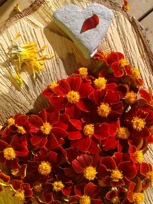 Hopi Red Dye Amaranth — Grand Prismatic Seed