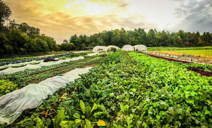 How we farm fresh organic vegetables & fruits in Ottawa – Ottawa Farm Fresh