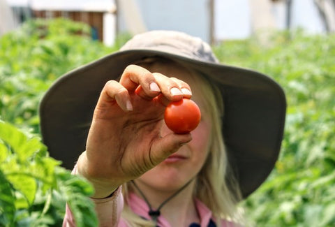 Organic cherry tomato Ottawa Farm Fresh