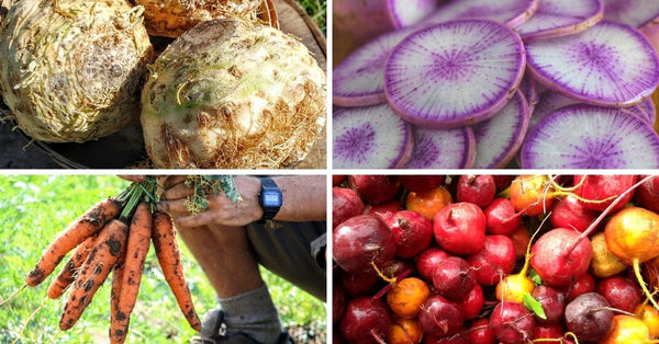 Organic root vegetables in Ottawa