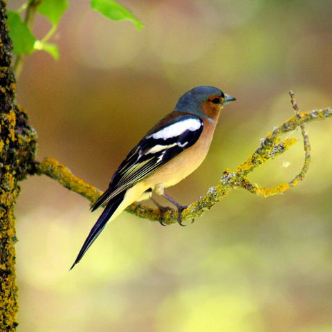 A small bird with black, white, blue, brown, and yellow coloring sits on a branch