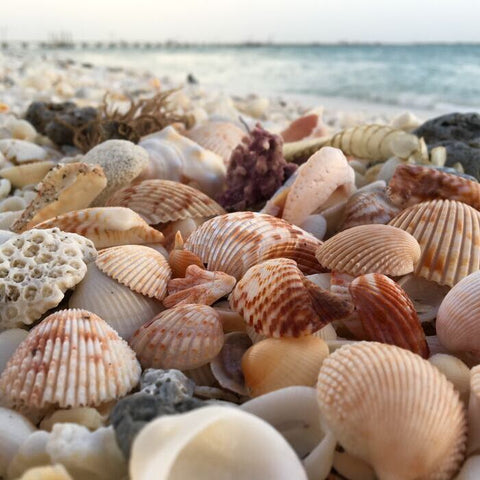 Seashells on a seashore