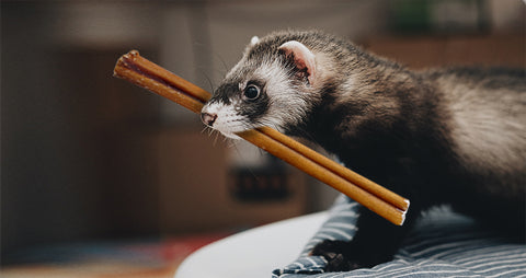 DogBullySticks-Ferret-with-Bully-Stick