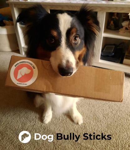 Finn Loves his Dog Bully Sticks Dog Treats!