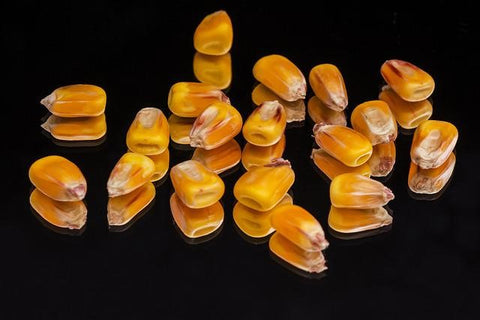 Kernels of Corn Laying Against a Black Background