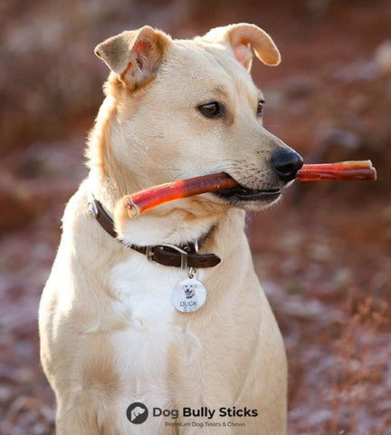 Large White Dog Holding a Dog Bully Stick in his Mouth