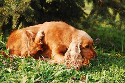 Reddish-Brown Dog Scratching his Skin While Laying on Grass