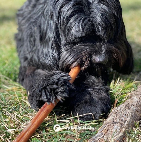 Small Black Dog Chewing a Bully Stick on the Grass