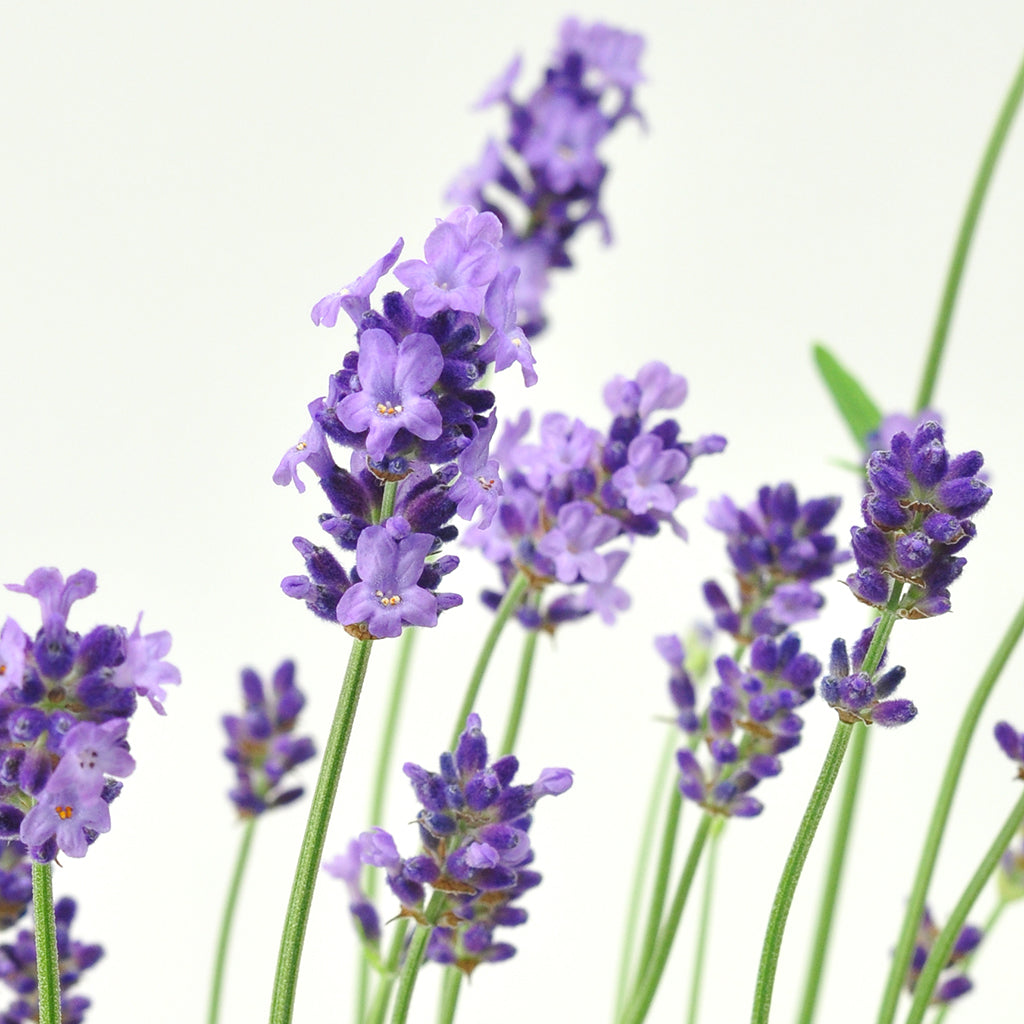 Noted Blogger Growing Oh So Lovely Lavender English Lavender (Lavandula