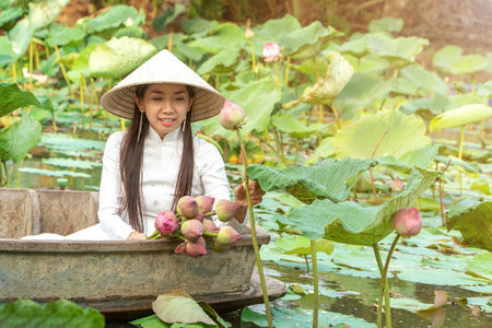 fleurs de Lotus