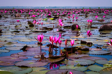 fleur de lotus lac thailande