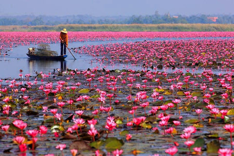 mer de lotus Thailande udon thani