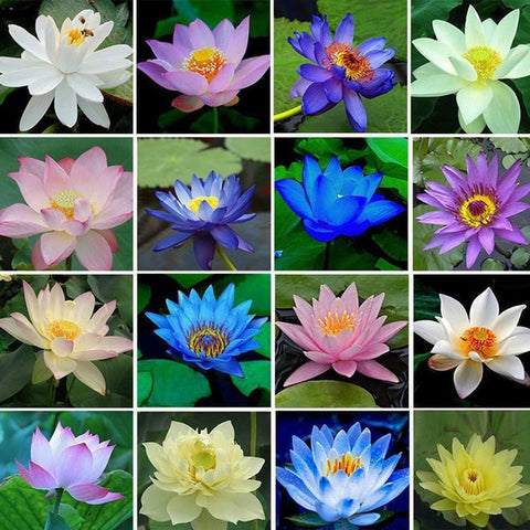 Fleurs de lotus multicolores