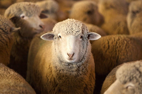 Targhee Sheep