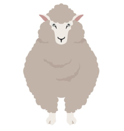 Polwarth Sheep