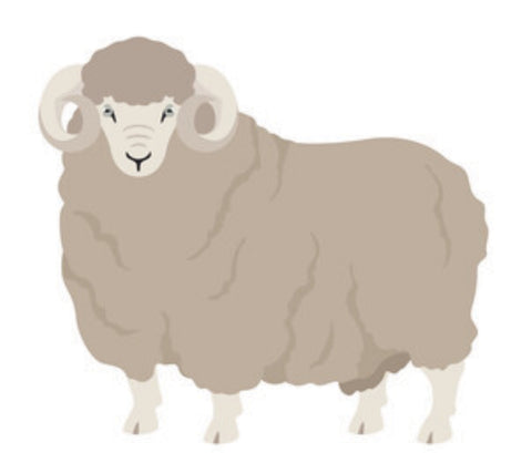 Illustration of Rambouillet Sheep