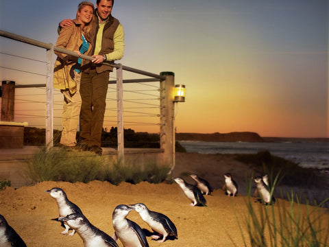 Penguin Parade at Phillip Island