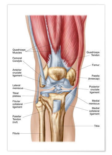 knee structure detailed