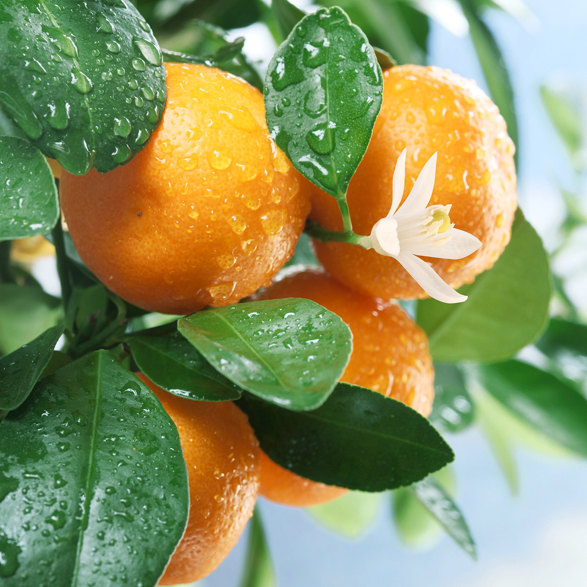 PURE ORANGE BLOSSOM ABSOLUTE Citrus aurantium var.amara NATURAL