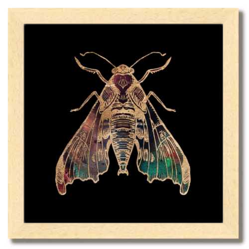 sphinx moth drawing
