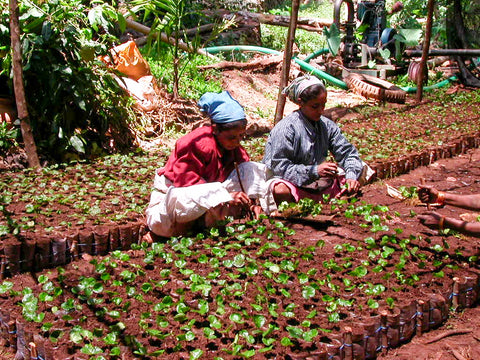 India: Ratnagiri Estate — Red Honey Microlot