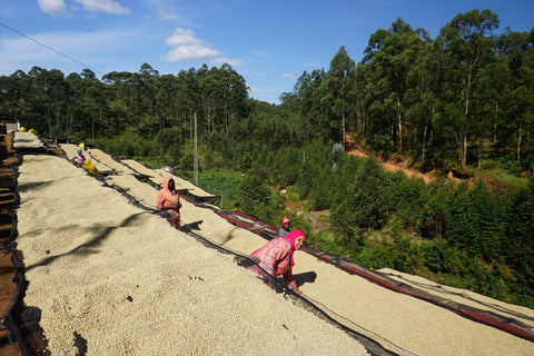 Gahahe Washing Station in the Kayanza Province in northern Burundi