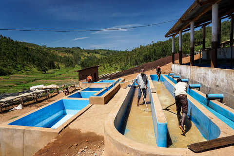 Gahahe Washing Station in the Kayanza Province, in northern Burundi