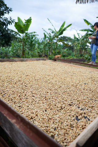 Colombia Gran Galope Tolima Green Coffee Beans