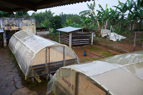 Colombia Gran Galope Tolima Coffee Farms