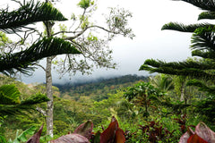 Nicaragua Coffee Farm